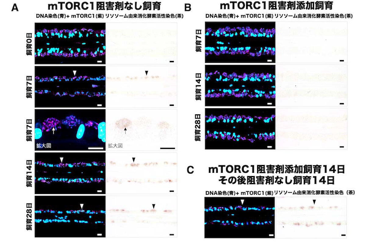 mTORC1阻害剤添加飼育により共生細菌の分解を抑える