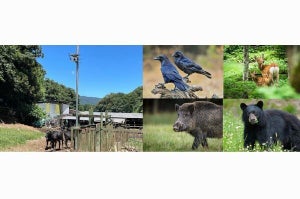 NTT東日本ら、長崎牧場でカラスなど鳥獣害対策に関するスマート畜産の実証実験