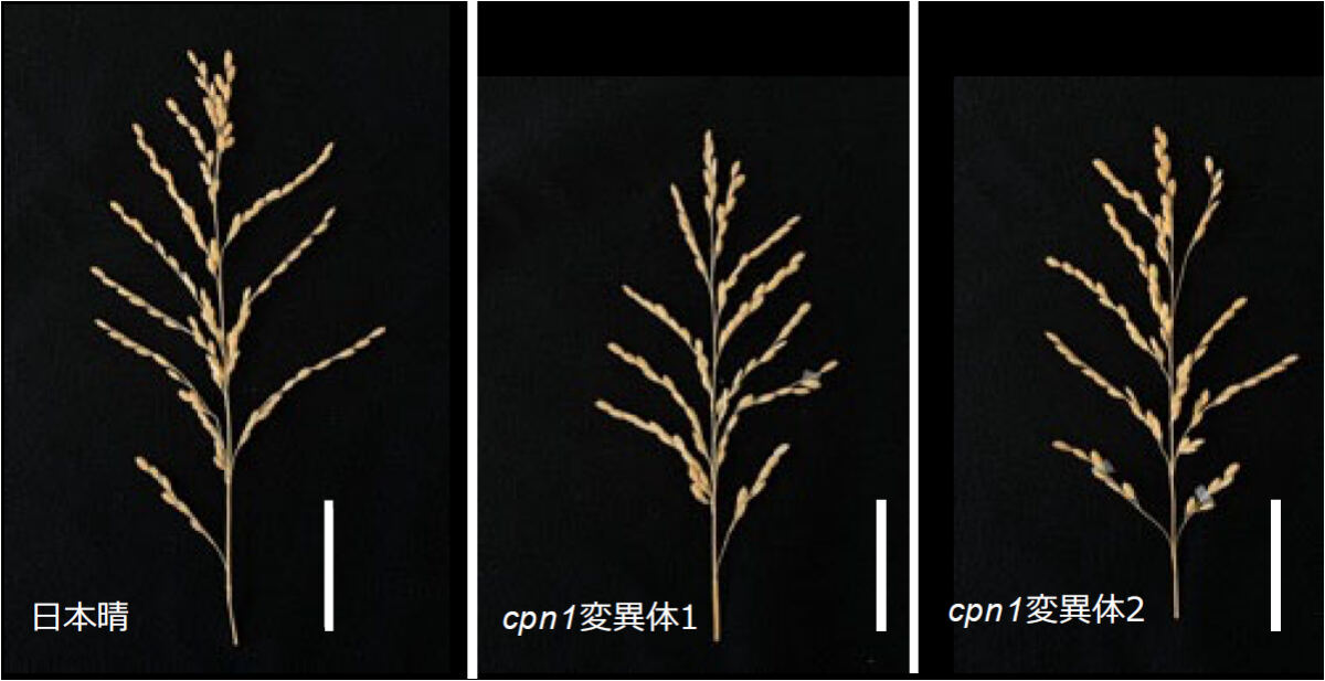 日本晴とcpn1変異体間での穂形態の比較