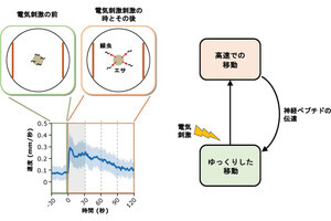 名市大、線虫にも「基本的な感情」がある可能性を実験で確認