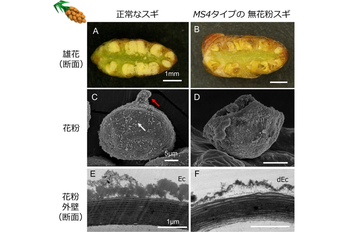 正常なスギ(左)とMS4タイプの無花粉スギ(右)の雄花および花粉の形態比較。