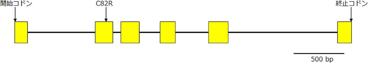 MS4の遺伝子構造。