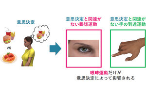 東北大、ヒトの意思決定の影響は眼球運動に現れることを確認