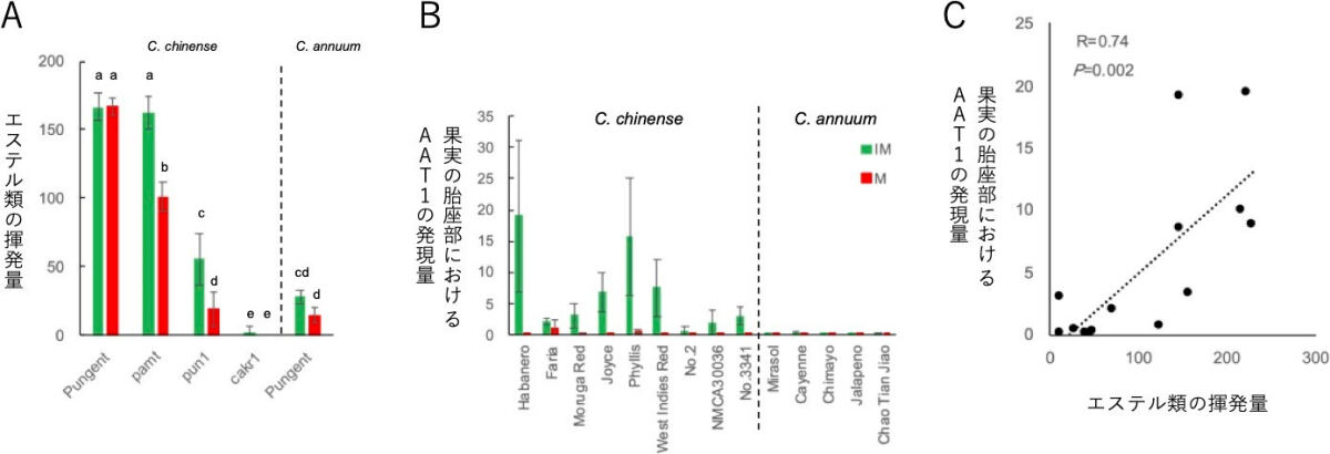 トウガラシのchinense種およびannuum種における香りと遺伝子の調査結果。