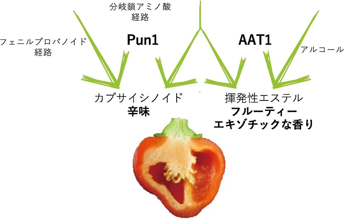 トウガラシ果実における香りと辛味成分の生合成は、互いに影響する。フェニルプロパノイド経路と分岐鎖アミノ酸経路で生合成された前駆体が、Pun1により縮合されて辛味成分を生成。アルコールと分岐鎖アミノ酸経路で生合成された前駆体が、AAT1により縮合されて芳香性のエステル類が作られる。