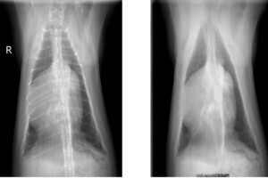 Ridge-i、猫の「骨なしX線画像」を実現するAI技術の開発に成功