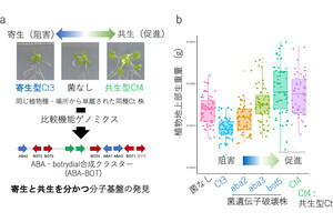 カビの共生と寄生は紙一重！　植物に定着する糸状菌の感染戦略の一端を解明