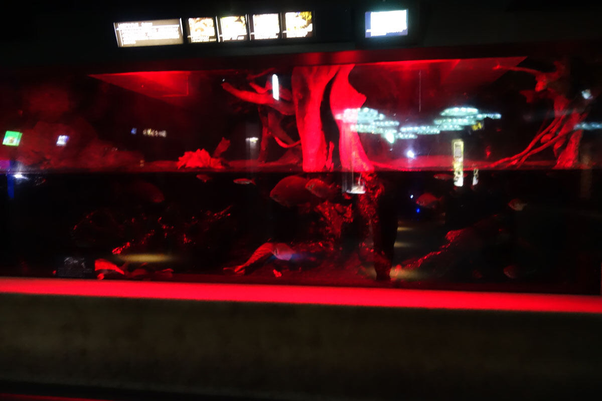 TERROR Night Aquarium