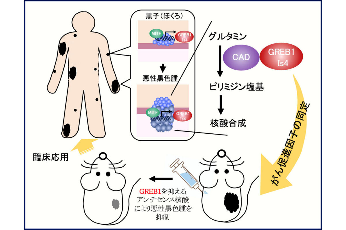 今回の研究の概要。