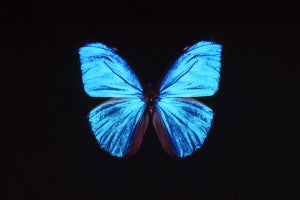 ヒントは蝶の翅！　阪大が透過性・防汚性を持つ新たな光拡散シートを開発