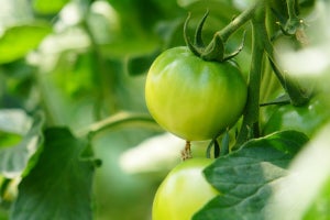 未熟なトマトに含まれる化合物がうつ病の治療や予防に有効 - 金大が発表