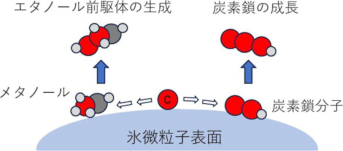 氷表面を動き回る炭素原子の反応経路。炭素原子がメタノール分子と出会うと、炭素原子が挿入され新たな分子が生成される。この分子は、エタノールの前駆体と考えることができる。また、炭素鎖分子と出会うと、炭素鎖の成長が起きる。炭素鎖分子の生成は主に気相中で起こると考えられてきたが、今回の研究結果は、氷微粒子表面でも生成しうることが示唆された。