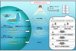 広島大、ゲノム編集の安全性を簡易的に評価するソフトウェアを開発