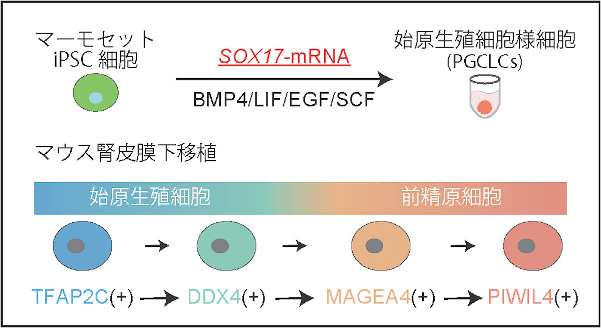 iPS細胞から前精原細胞の作成過程