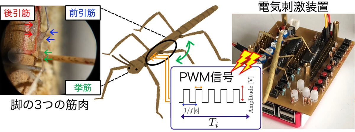 (図右)実験環境の外観図。開発した電気刺激装置からナナフシの筋肉へ電気信号を送信し、発生する関節トルクを力センサを用いて計測。(図左)電k刺激の対象とした3つの筋肉に電気刺激を送信するため、電極を外骨格内部に挿入した。(図中央下)神経信号を模擬したPWM信号。