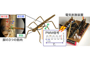 東北大が昆虫の筋力制御の共通特性を発見 - サイボーグロボット実現に光