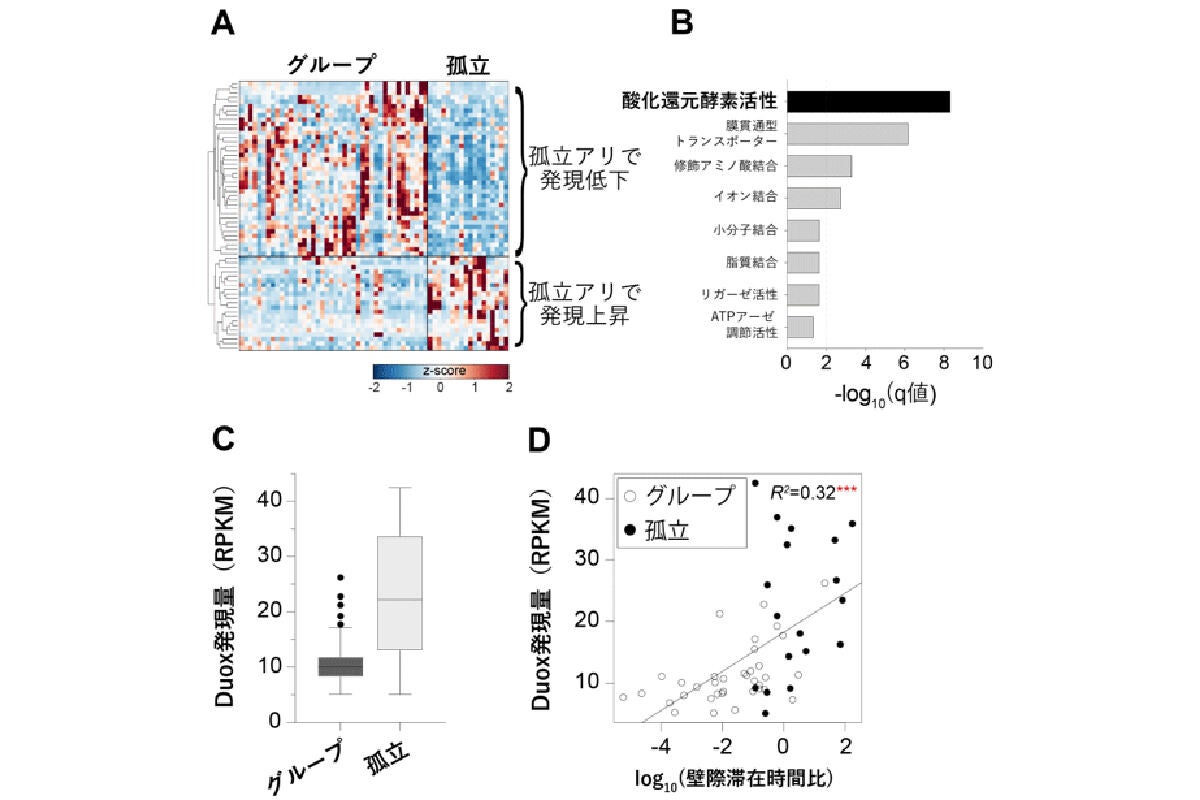 (A)グループアリと孤立アリで発現変動量が大きい遺伝子の相対発現量のヒートマップ。(B)遺伝子オントロジーエンリッチメント解析で高い発現変化を示した遺伝子カテゴリ。(C)グループアリと孤立アリにおけるDuox発現量の比較。(D)Duox発現量と行動変化の相関関係を示した図。