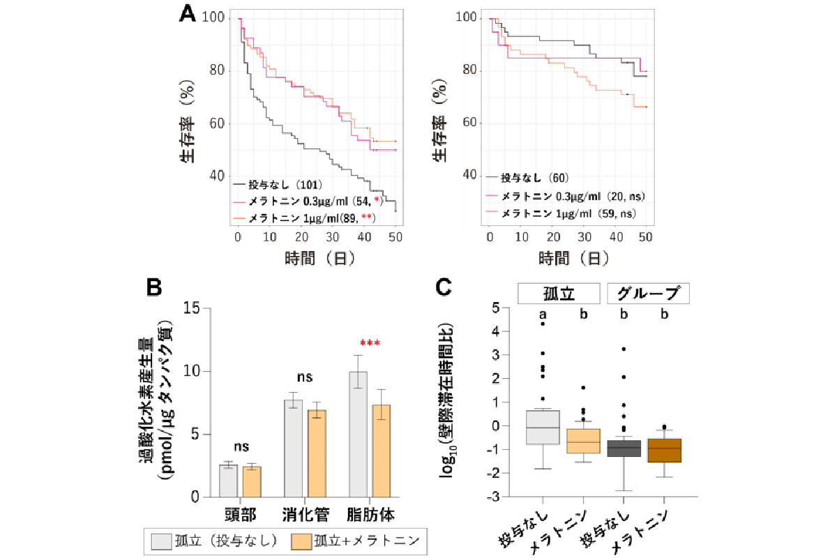 (A)メラトニン投与による孤立アリ(左)とグループアリ(右)の寿命変化。(B)メラトニン投与による孤立アリの各組織における酸化ストレスの変化。(C)メラトニン投与による孤立アリとグループアリの行動変化。