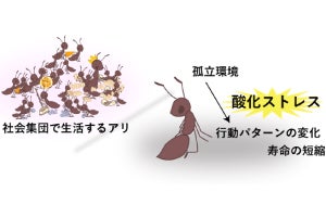 孤独なアリの寿命が短いのはなぜ？ - 産総研がメカニズムの一端を解明