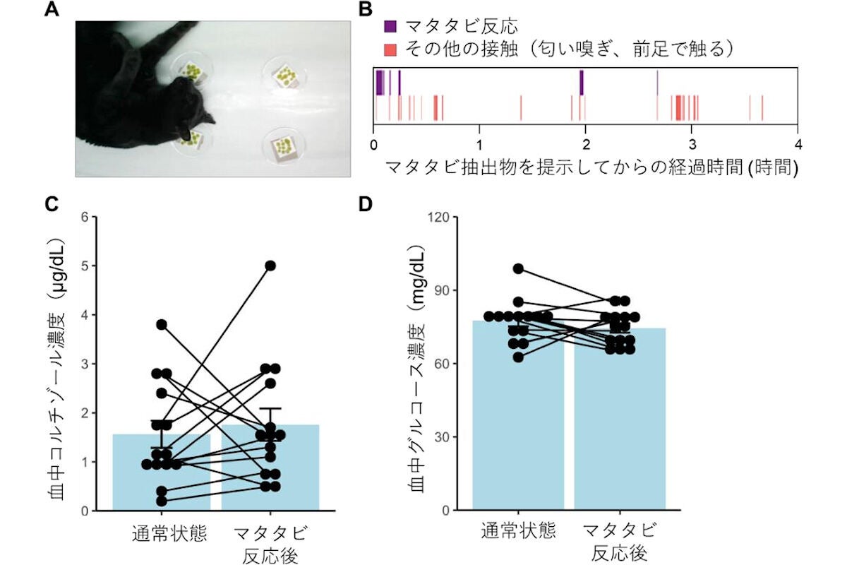 マタタビ反応の依存性、ストレス誘発性評価試験の様子と結果。