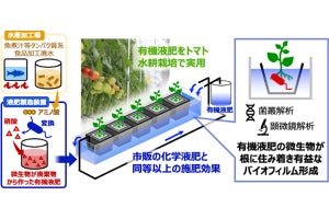食品加工廃水由来の有機液肥がトマト水耕栽培に有効、産総研などが発表