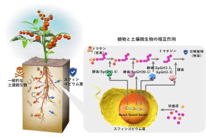 京大、トマトの有毒代謝産物を根圏微生物叢の細菌が無毒化する仕組みを解明