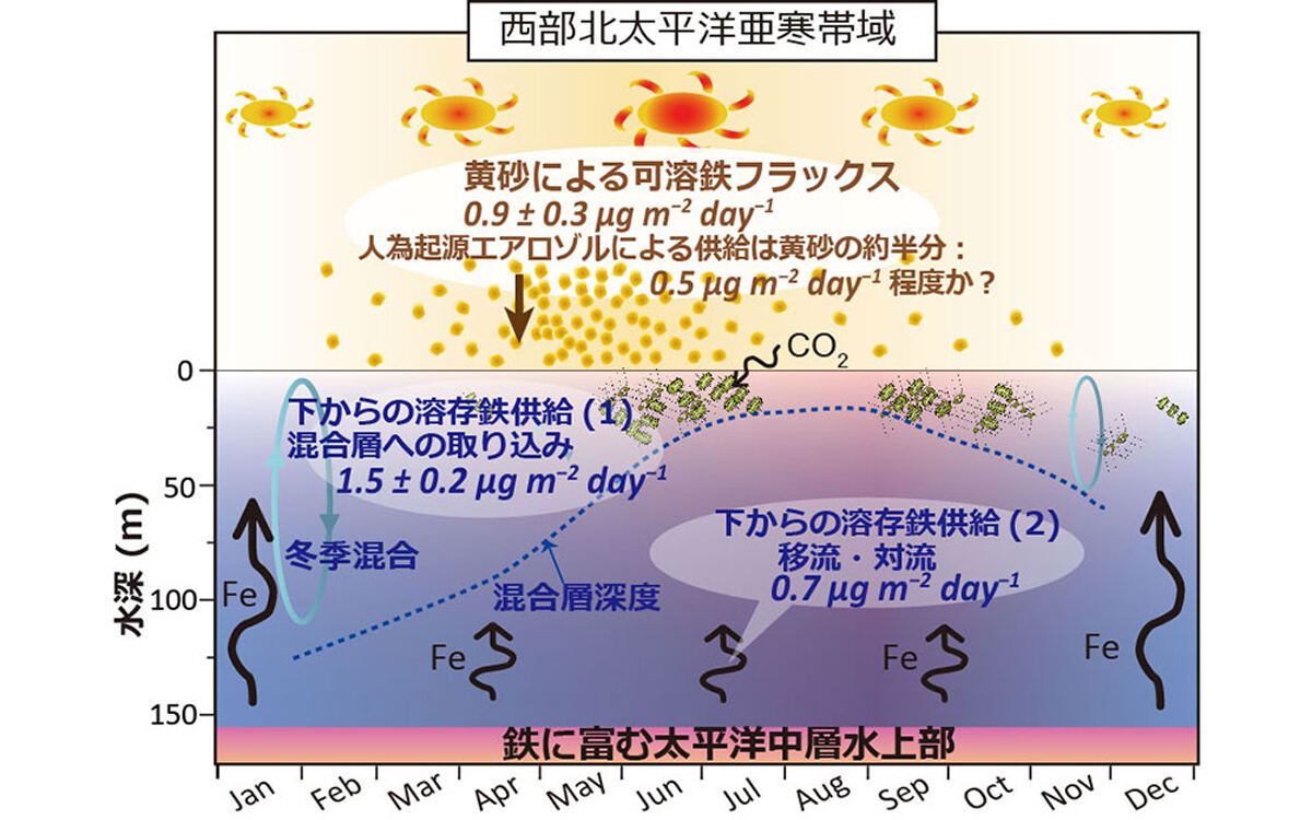 西部北太平洋亜寒帯域の海洋環境、海洋基礎生産、大気と海洋中層からの鉄供給量の季節性を示した模式図。