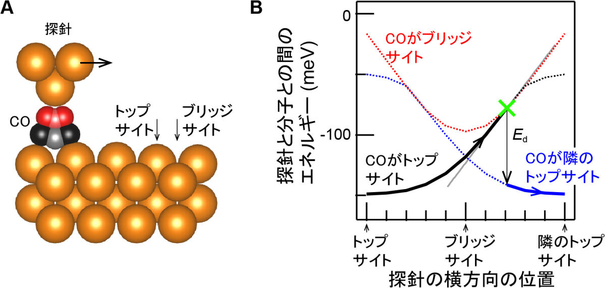 (A)銅表面上のCO分子を探針を用いて動かす時の模式図。(B)探針をトップサイトから隣のトップサイトへ表面に水平に動かした時のCO分子の吸着状態の変化。黒線、赤線、青線はそれぞれ、CO分子がトップサイト、ブリッジサイト、隣のトップサイトに吸着した時の、探針と分子の間の相互作用エネルギーが表されている。図の実線に沿って、分子の吸着状態が変化する。