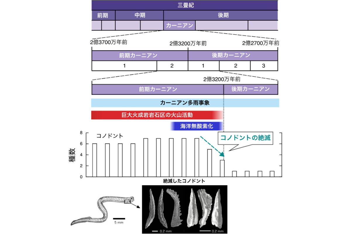 今回の研究で明らかにされた三畳紀カーニアンの火山活動と海洋無酸素化、カーニアン多雨事象、コノドント絶滅の年代関係。