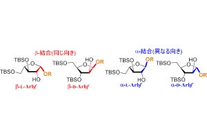 慶大、困難だった糖鎖「β-アラビノフラノシド」の精密な合成手法を開発