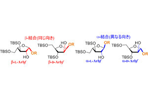 慶大、困難だった糖鎖「β-アラビノフラノシド」の精密な合成手法を開発