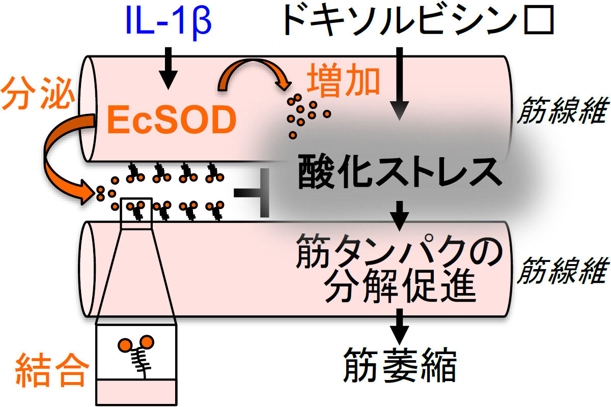 ドキソルビシンは、酸化ストレスを増加し筋萎縮を促進する