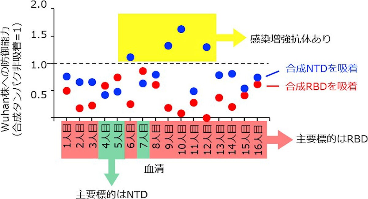 従来株への防御能力試験。縦軸が大きいほど、血清のウイルスへの防御能力が高いことを意味する。