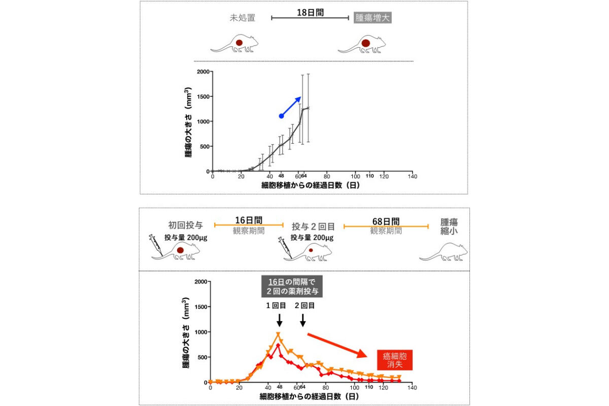 抗体ミメティクス制がん剤結合薬のマウスでの治療効果