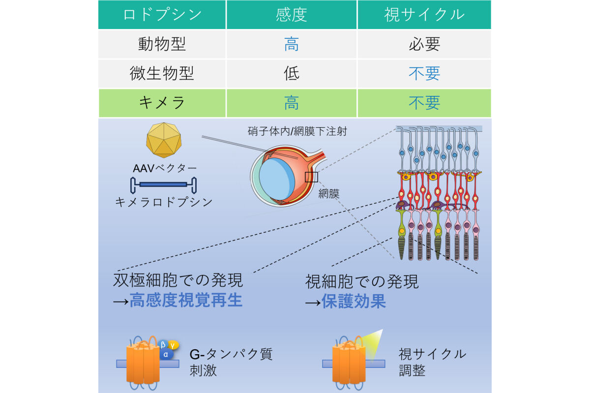 キメラロドプシンをAAVベクターに搭載したもの