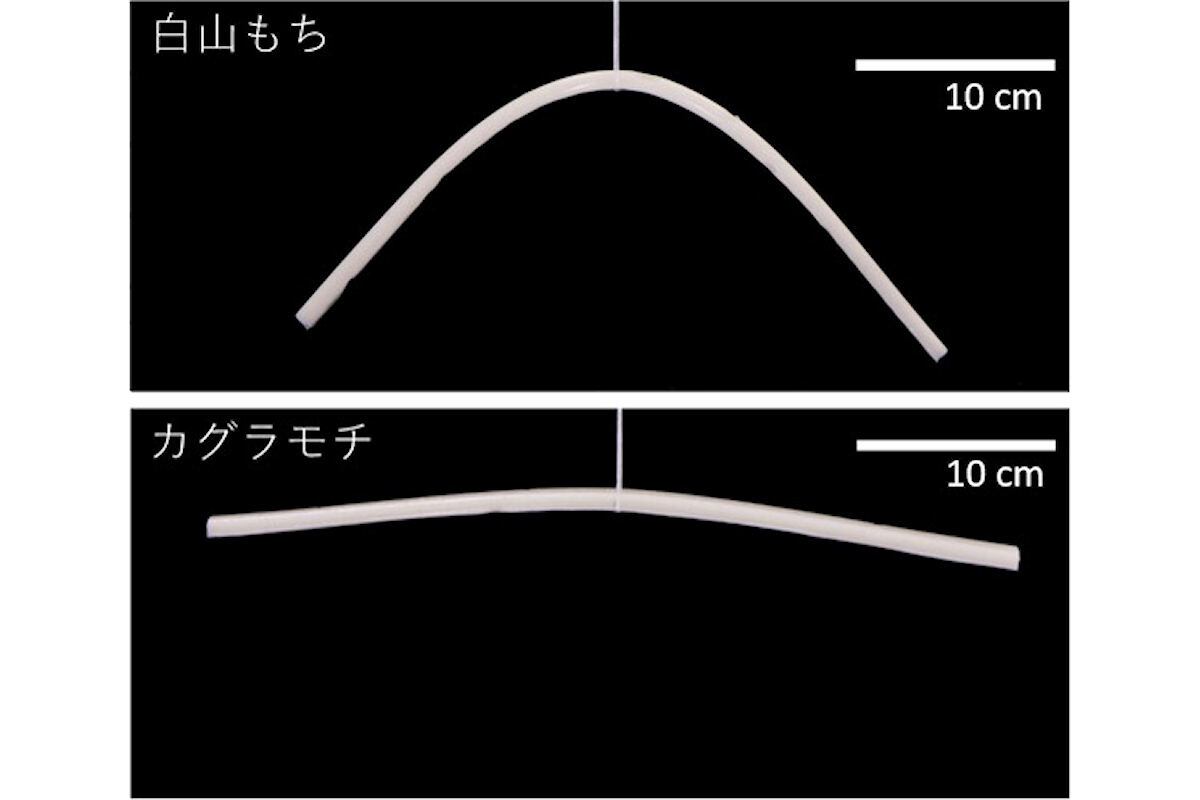 ガラクモチと白山もちからモチを作り、一日後にひもで吊り下げた様子