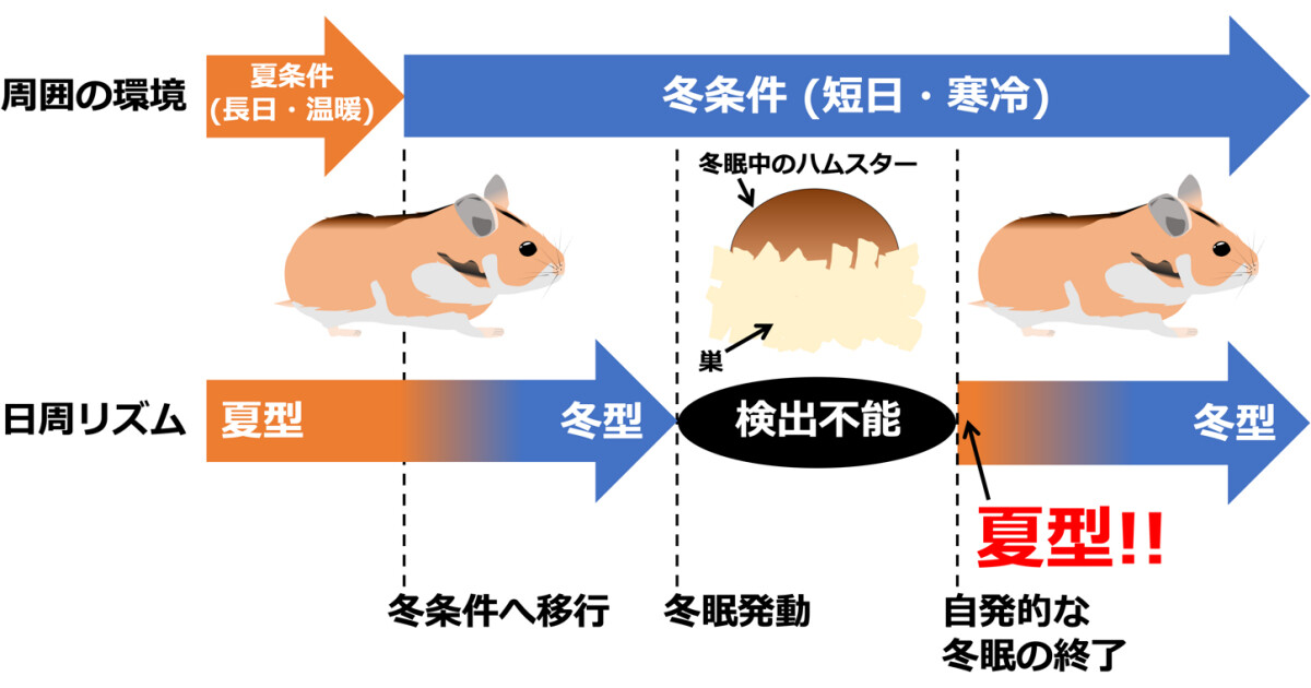 日本の冬眠する哺乳類について - Genspark
