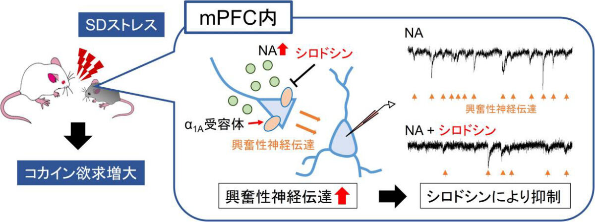 SDストレス負荷により、マウスのmPFCではNA伝達が亢進する