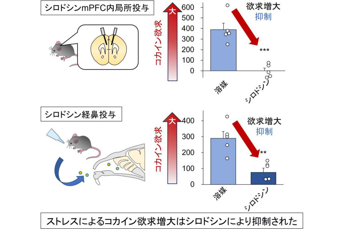 シロドシンをマウスのmPFCに局所投与することにより、ストレスによるコカイン欲求増大が抑制された