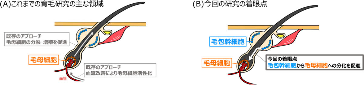 育毛研究のアプローチのイメージ