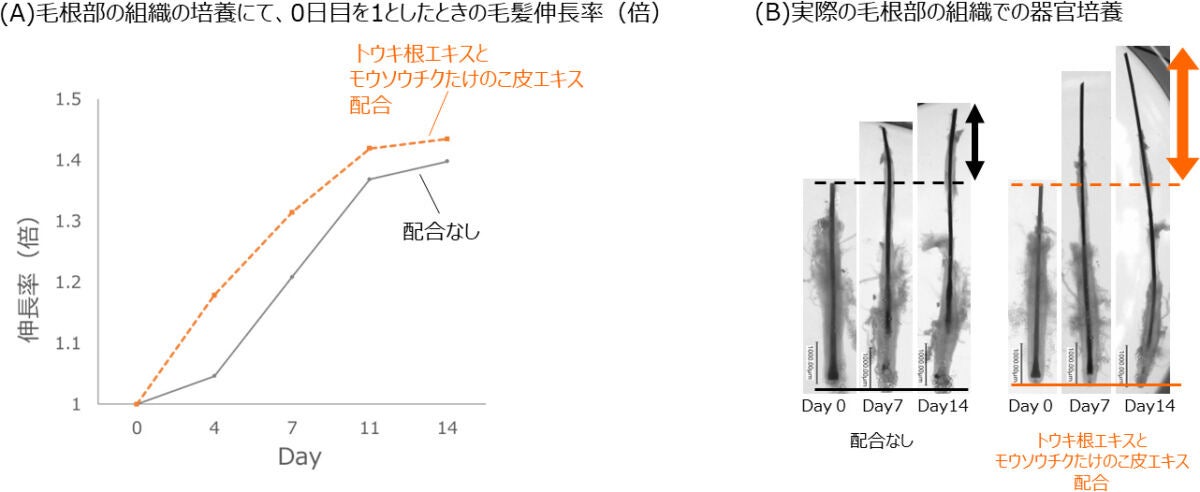 トウキ根エキスとモウソウチクたけのこ皮エキスの毛髪伸長効果検証結果