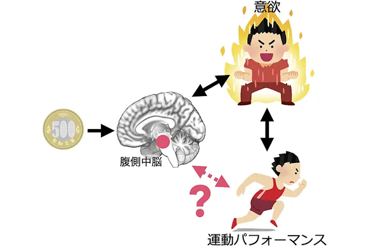 意欲と身体運動をつなぐ神経経路の関係性