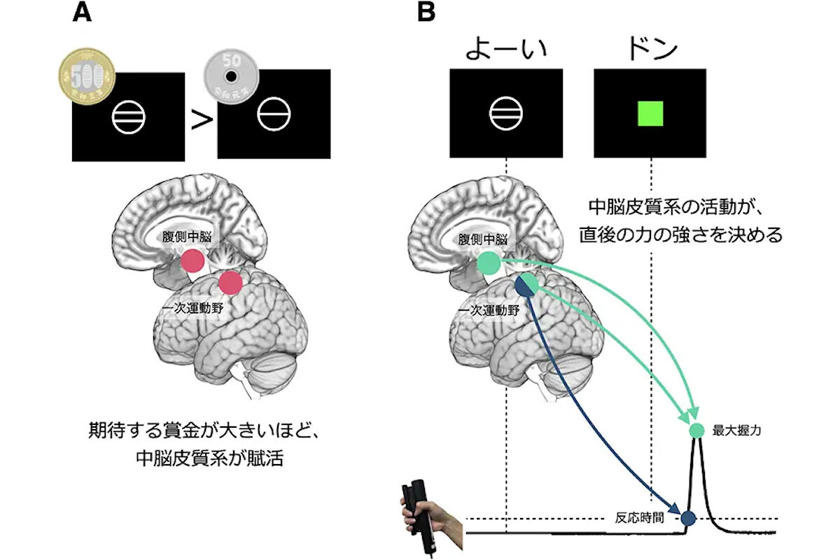 中脳皮質系の準備活動は意欲に応じて大きくなる