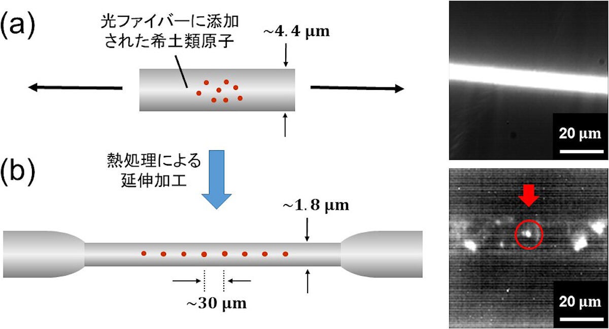 希土類原子が添加された光ファイバの概略図と顕微鏡観察の様子