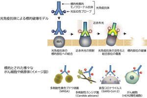 慈恵医大など、がん細胞や病原体だけを狙い撃てる「光免疫療治療法」を確立