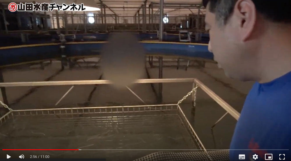 第5養鰻場の様子(山田水産YouTubeチャンネルより引用)