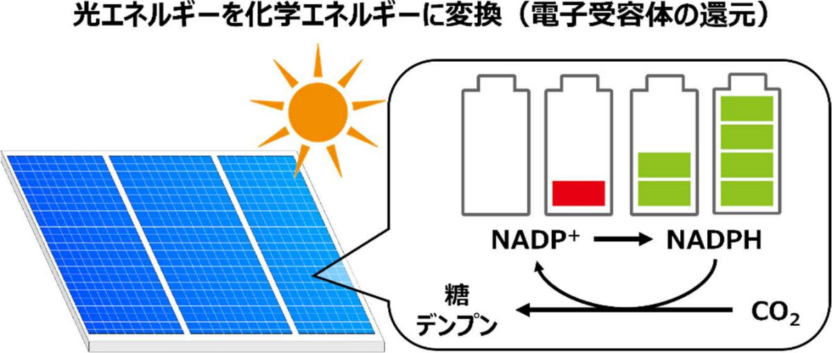 光合成による光エネルギーの保存