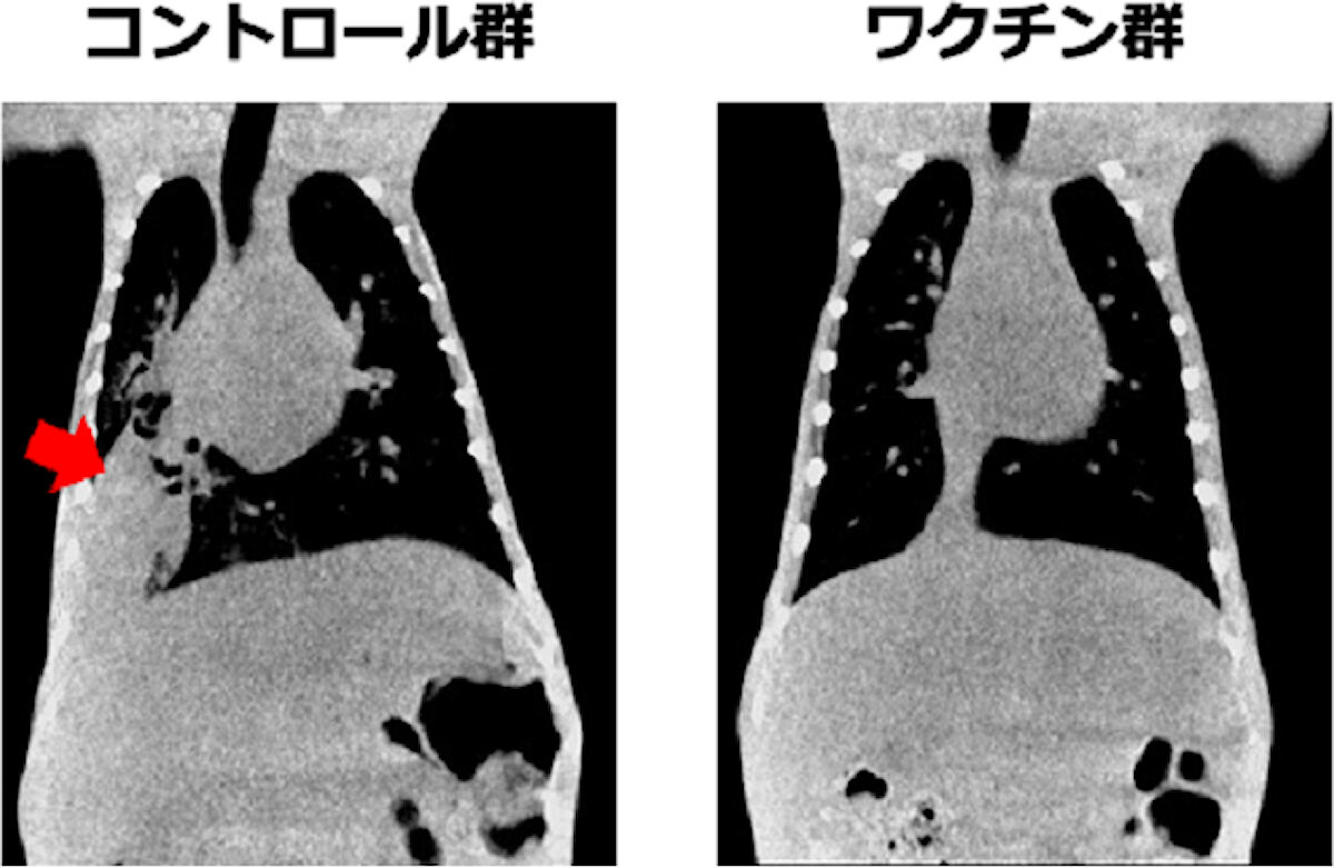 カニクイザルの肺炎球菌感染による肺炎の発症の様子