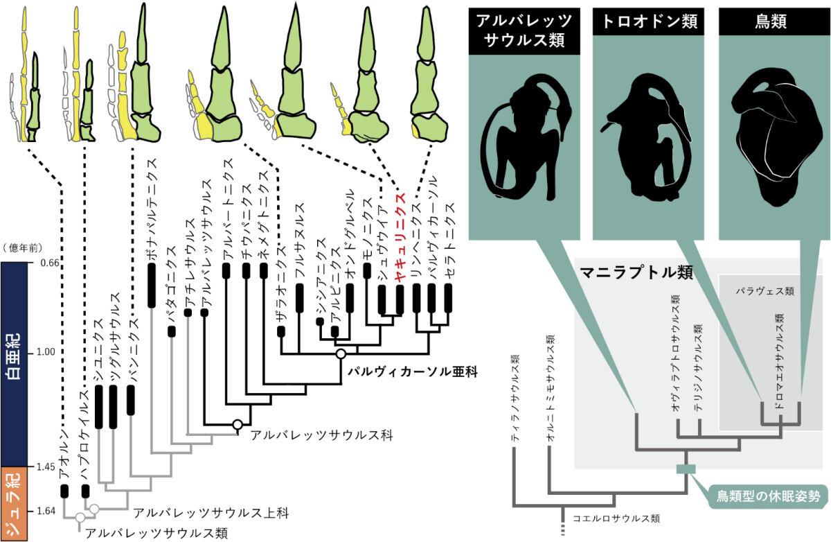 (左)AS類の系統樹と、手骨格の進化。(右)獣脚類恐竜における、鳥類のような休眠姿勢の進化