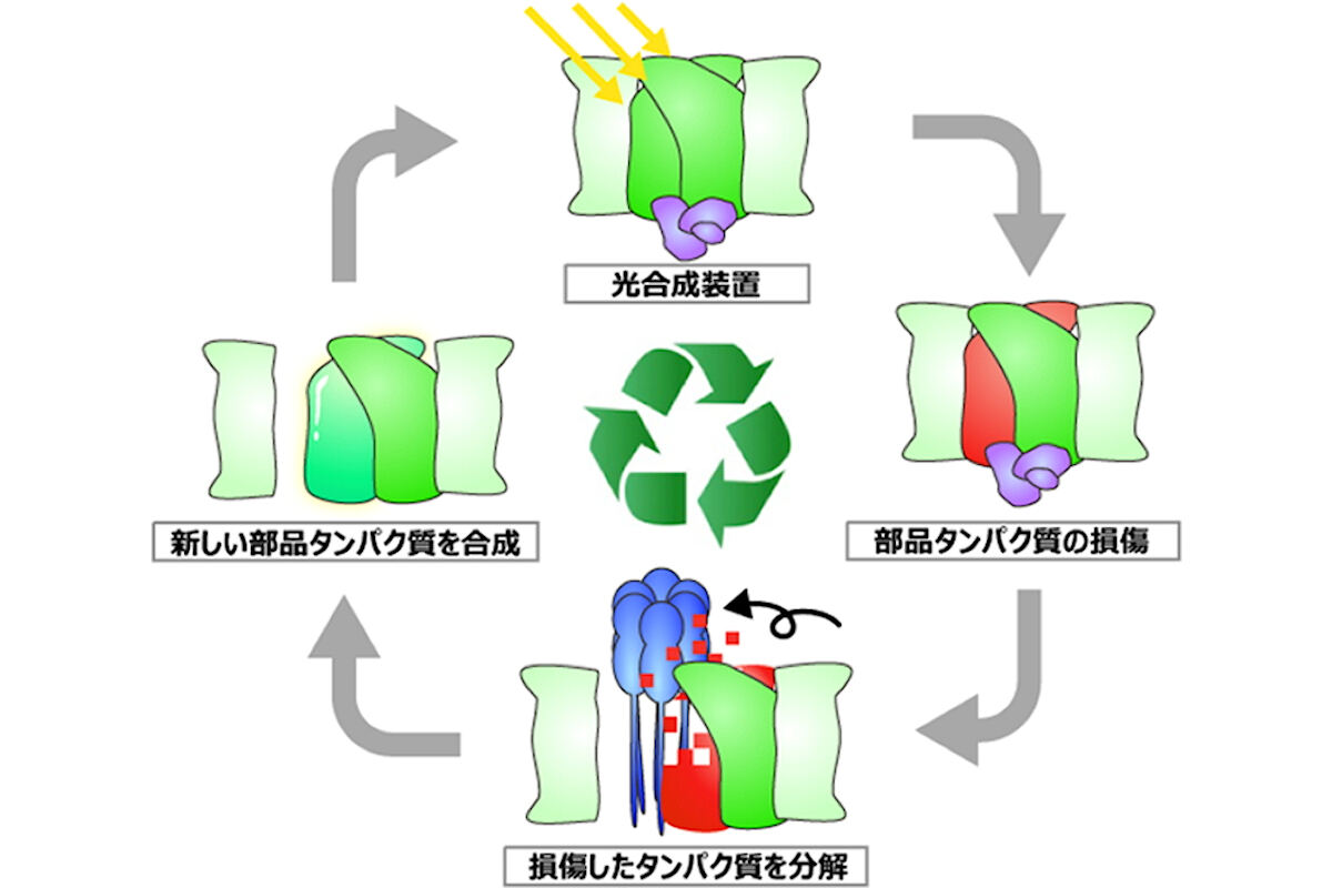 光ストレスとその防御